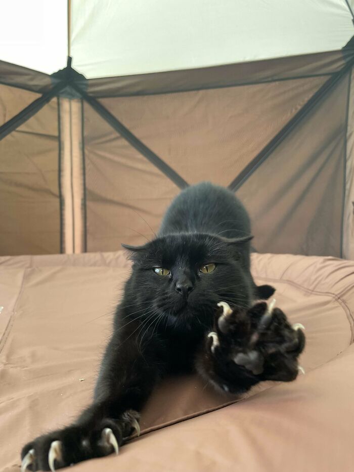 A black cat stretching forward with sharp claws extended on a soft surface.