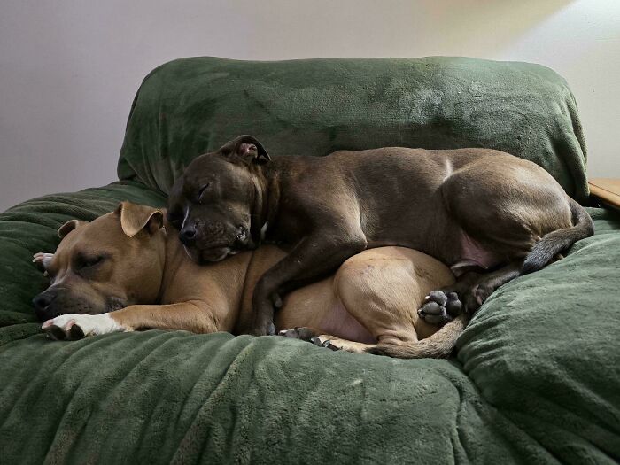 Two dogs sleeping on a green couch, one resting on top of the other, showcasing their adorable shenanigans.