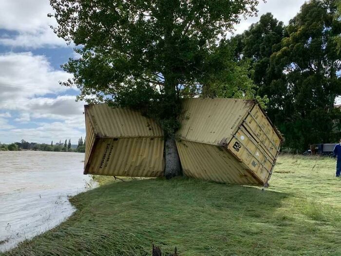 Shipping containers lodged in a tree after a flood, illustrating nature disaster resilience.