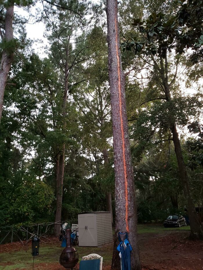 Tree struck by lightning in a forest area, illustrating nature disaster resilience amidst surrounding greenery.