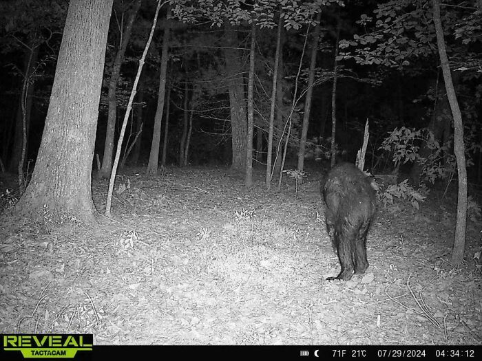 A mysterious figure captured in the woods at night by a trail cam, creating an eerie atmosphere.