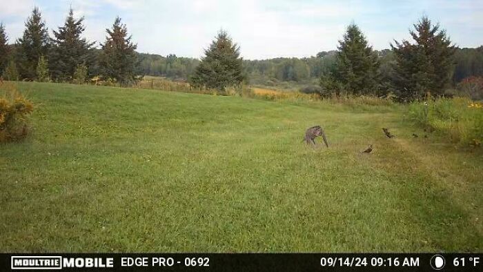 Creepy trail cam picture showing a deer in a grassy field surrounded by trees and birds in daylight.