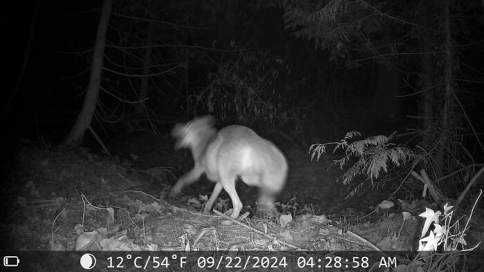 Blurry animal captured at night in the woods on a trail cam, showcasing creepy trail cam pictures.