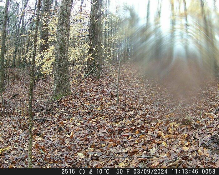 Blurry, eerie figure captured in forest on trail cam, surrounded by trees and fallen leaves, showcasing creepy imagery.
