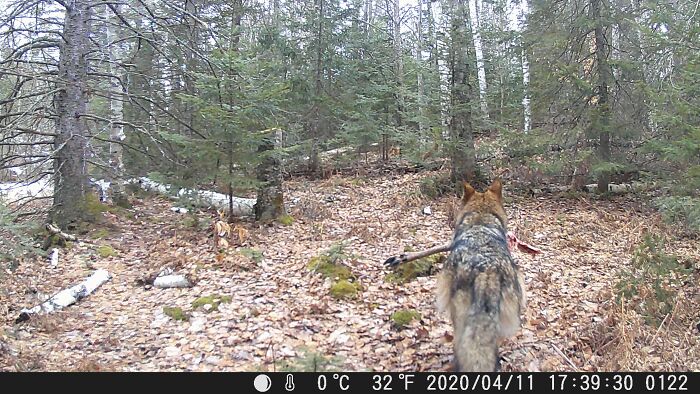 Wolf carrying a leg bone captured in a forest on a trail cam, surrounded by trees and fallen leaves.