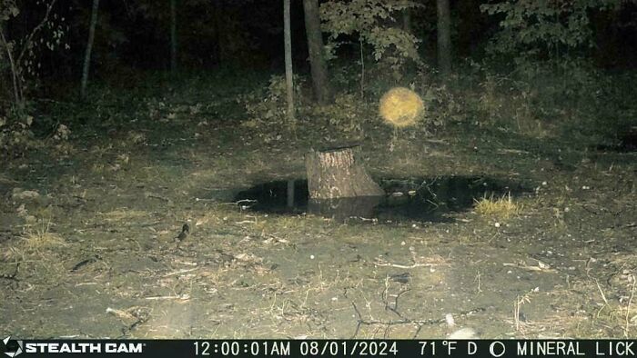 Trail cam captures a mysterious glowing orb in a forest at night, evoking a creepy atmosphere.