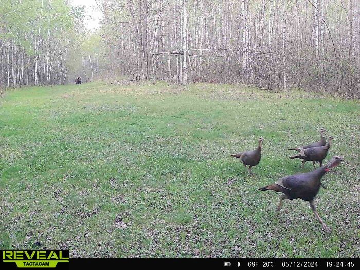 Turkeys running on a grassy trail captured by a trail cam in a wooded area.