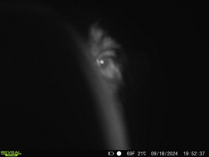 Creepy trail cam picture showing a mysterious eye peering through darkness.