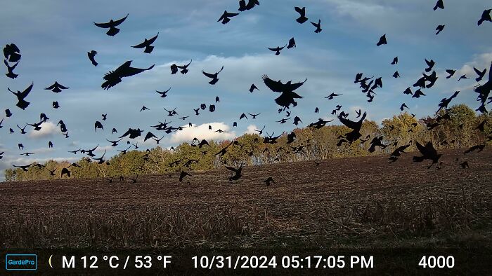 Flock of black birds flying over a field captured in a trail cam picture against a cloudy sky.