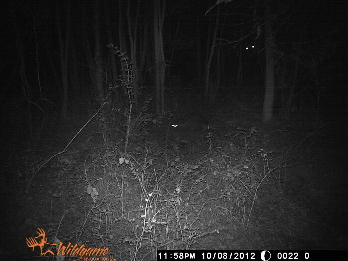 Trail cam image showing glowing eyes in a dark forest, creating a creepy atmosphere.