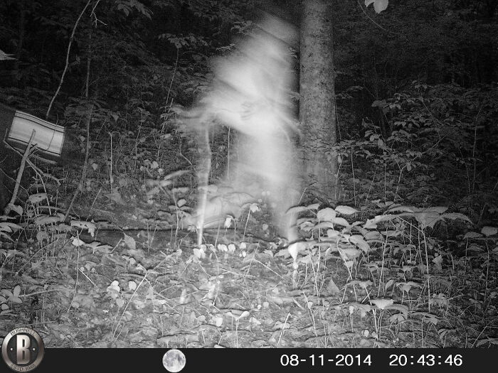 Blurry figure captured on trail cam at night in a forest, creating a creepy effect.