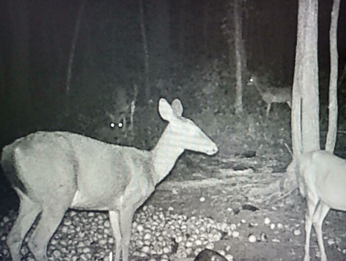Trail cam captures deer in a forest at night with glowing eyes, fitting theme of creepy trail cam pictures.