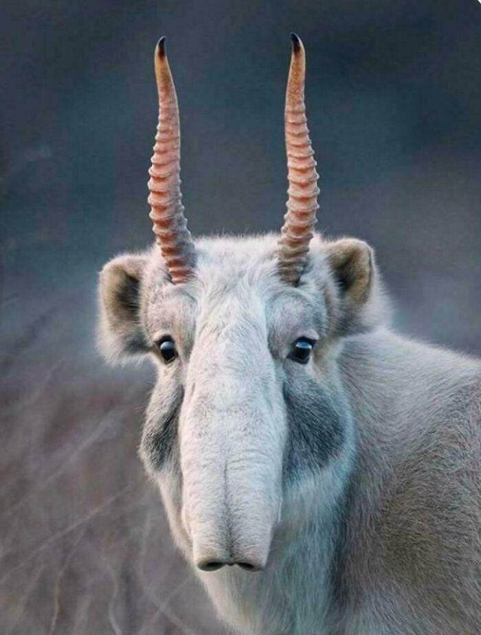 Unusual animal with long nose and spiral horns, showcasing the amazing diversity of nature.