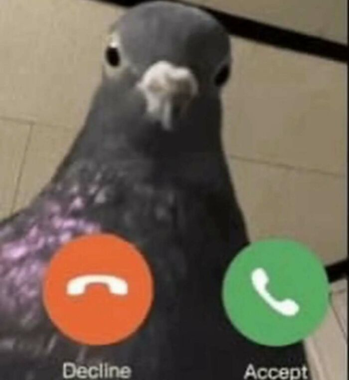 Close-up of a pigeon appearing on a phone screen with options to decline or accept a call random photos processing