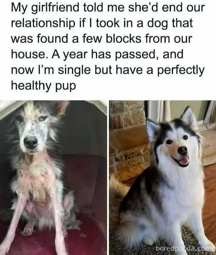 Before and after photos of a rescued dog from Animal Antics, showing its transformation from sickly to healthy and happy.