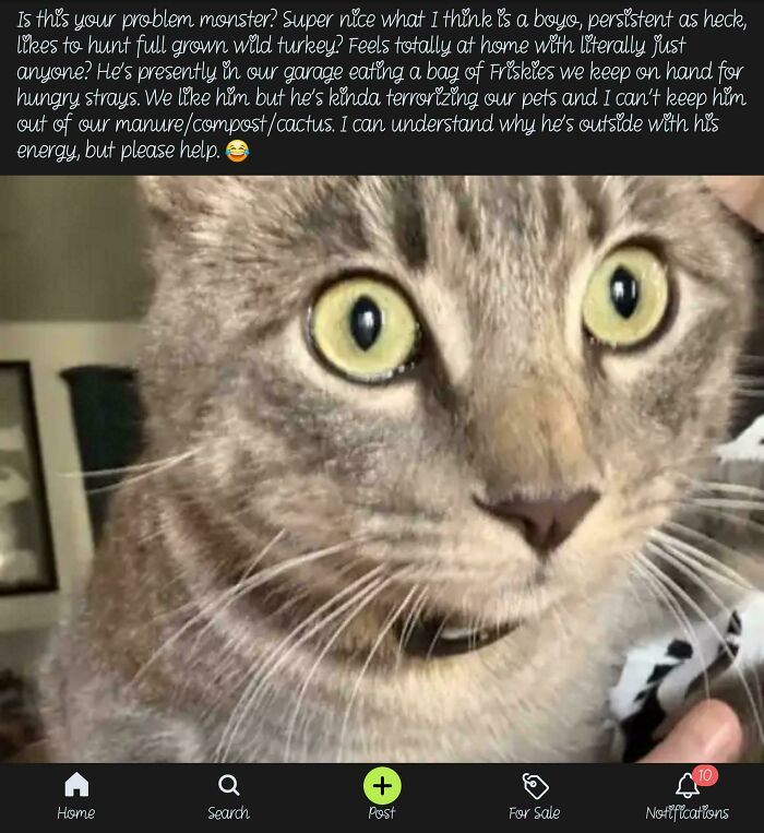 Close-up of a cat with wide eyes, featured in wild posts from an app dedicated to neighbors.