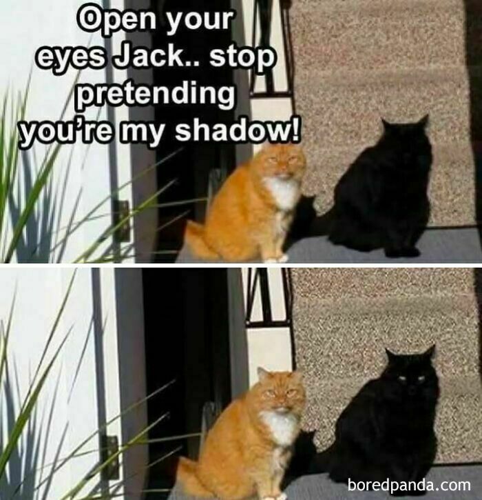 Two cats on steps, one orange and one black, with text about pretending to be a shadow; funny animal antics meme.