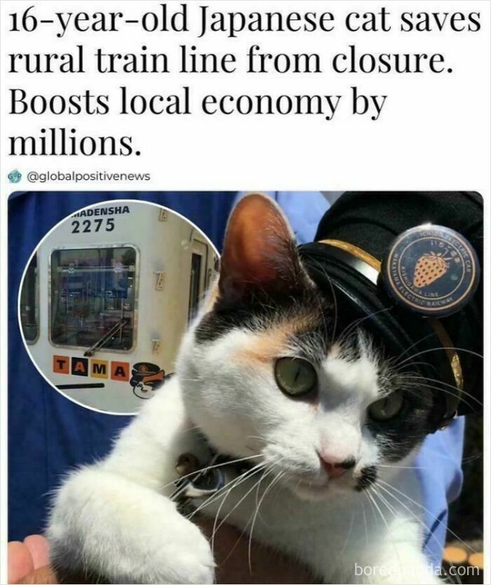 Cat in train conductor hat next to a train, illustrating a bizarre and hilarious new sentence scenario.