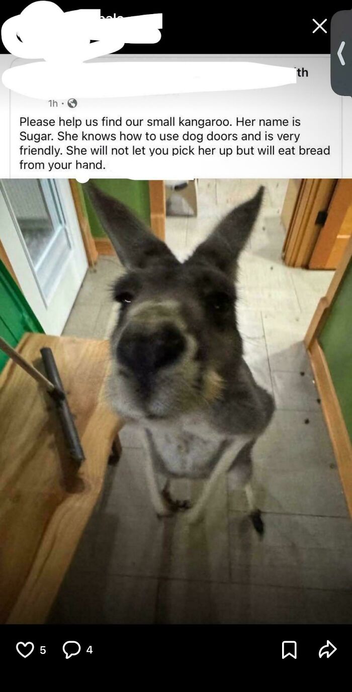 Screenshot of a wild post from an app dedicated to neighbors showing a kangaroo named Sugar inside a home.