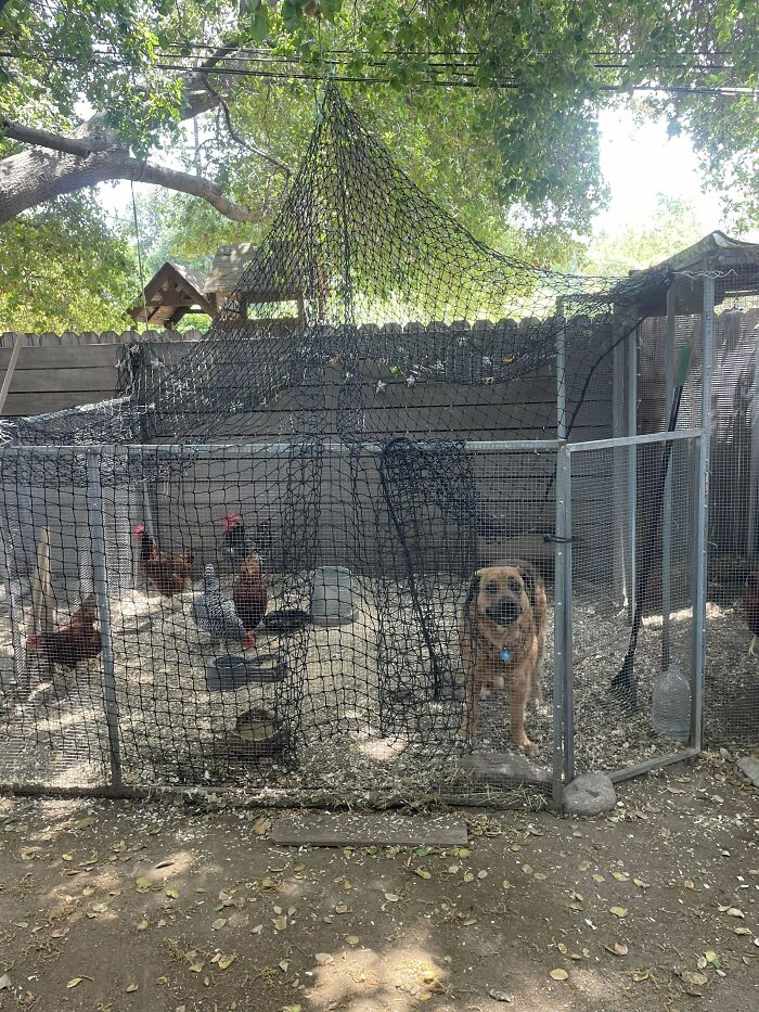 Dog in chicken pen staring through netting, surrounded by several chickens in a backyard setting.