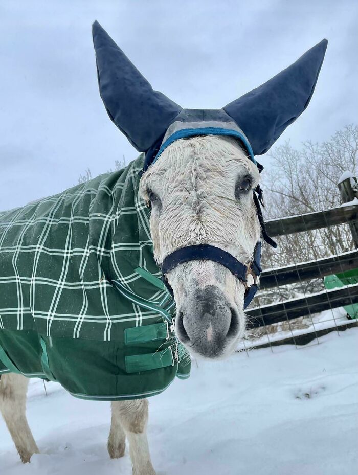 Donkey in a checkered winter coat and blue ear covers, standing in a snowy field as part of DIY projects.