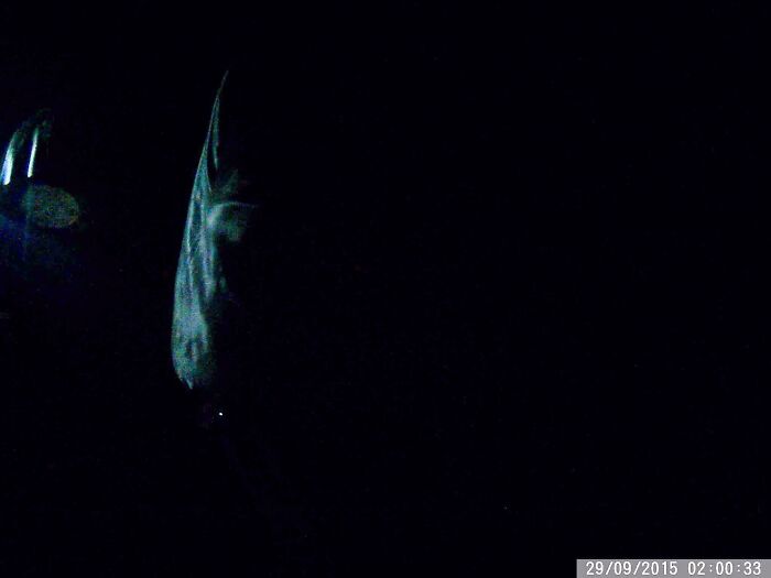 Dark trail cam image showing a mysterious, possibly creepy, figure with glowing features.