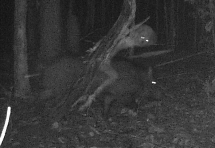 Trail cam captures eerie figure with glowing eyes climbing a tree in the dark woods.