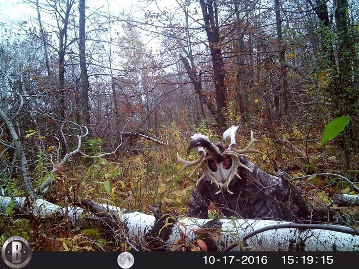 Creepy trail cam picture of a figure with antler mask in a forest, surrounded by autumn foliage.