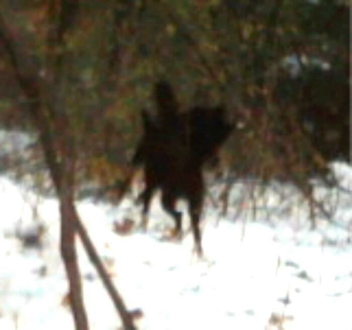 Blurry figure captured on a snowy trail cam, surrounded by trees, creating an eerie atmosphere.