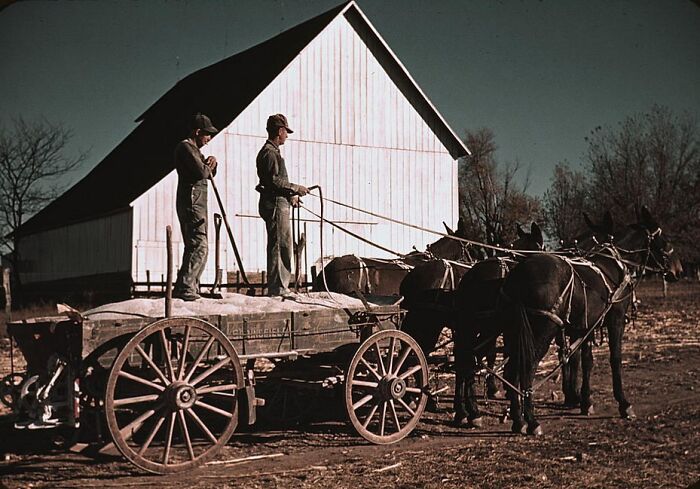 Farmers with mule-drawn wagon in front of a barn, 1940 color photo.