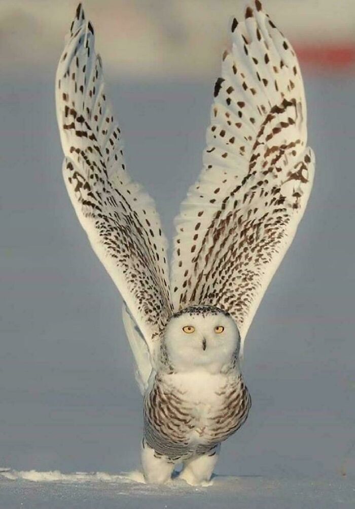 "Búho nival con alas alzadas en un paisaje nevado, simbolizando la sorprendente belleza de la naturaleza."