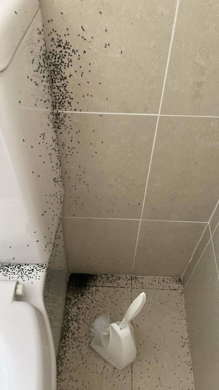 Ants crawling on bathroom tiles near a toilet, typical of the Australian landscape.