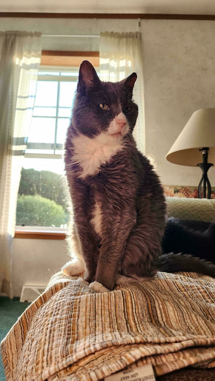 Gray and white cat sitting regally by a sunlit window, evoking an accidental renaissance painting feel.