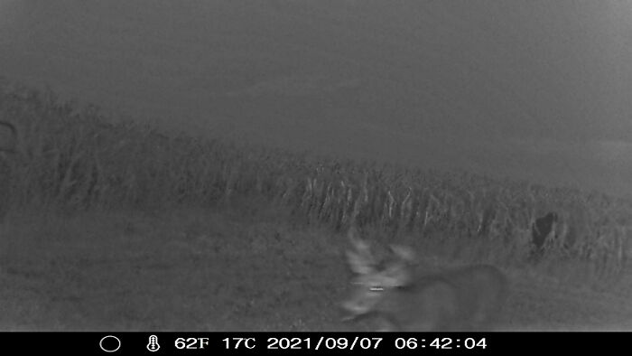 Trail cam captures deer with glowing eyes in a field at night, creating a creepy atmosphere.