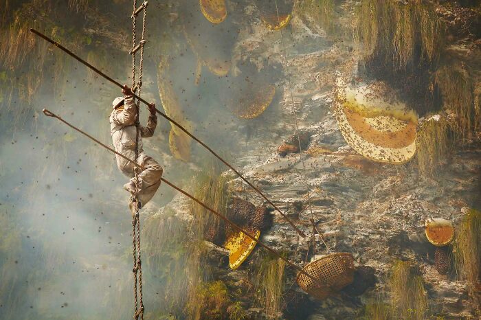 Person collecting honey, climbing a rope ladder beside honeycombs, accidentally resembling a Renaissance painting.