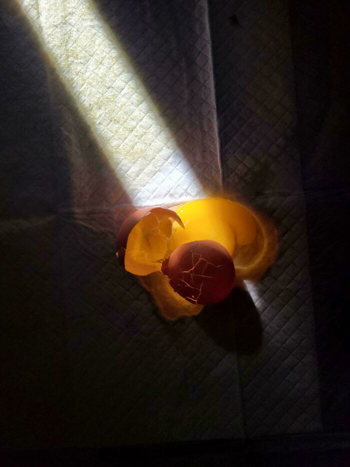 C*****d eggshell illuminated by sunlight, resembling a Renaissance painting with dramatic lighting.