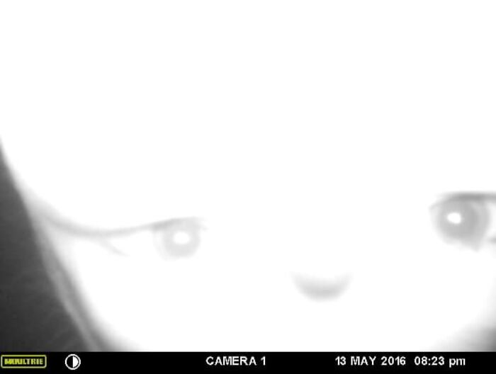Overexposed trail cam image capturing glowing eyes at night.