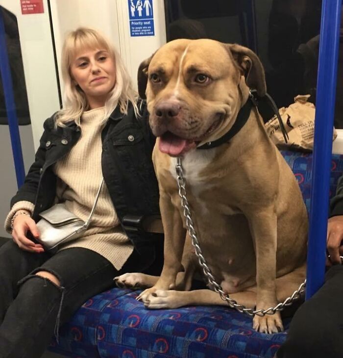 A large dog sitting on a subway seat beside a woman, exemplifying funny train passengers.