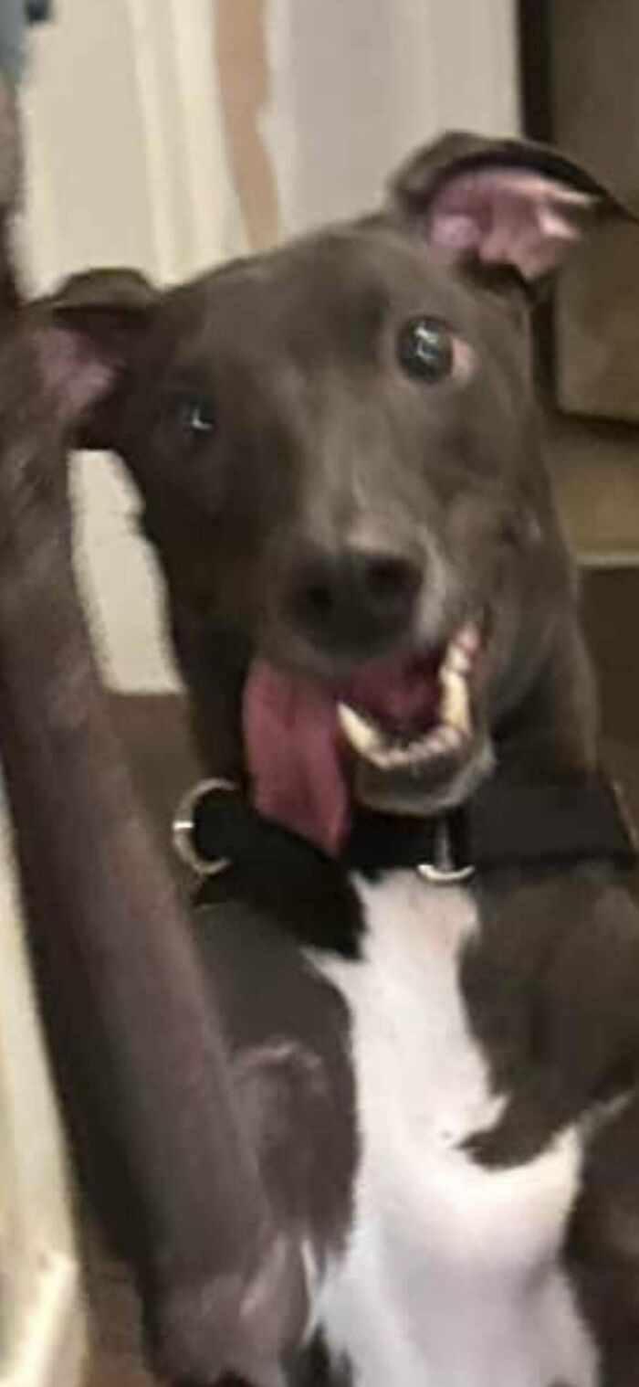 A gray dog with a playful expression, tongue out, embodying malfunctioning dog shenanigans.