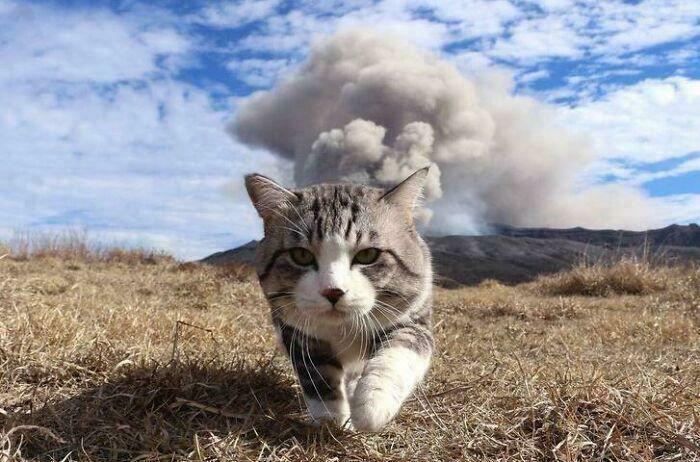 Cat walking in dry grass with a volcano erupting in the background, showcasing amazing nature.