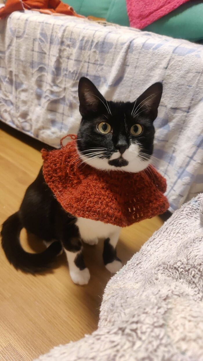 Black and white cat wearing a hand-crocheted orange collar, sitting on a wooden floor beside a bed with a textured blanket.