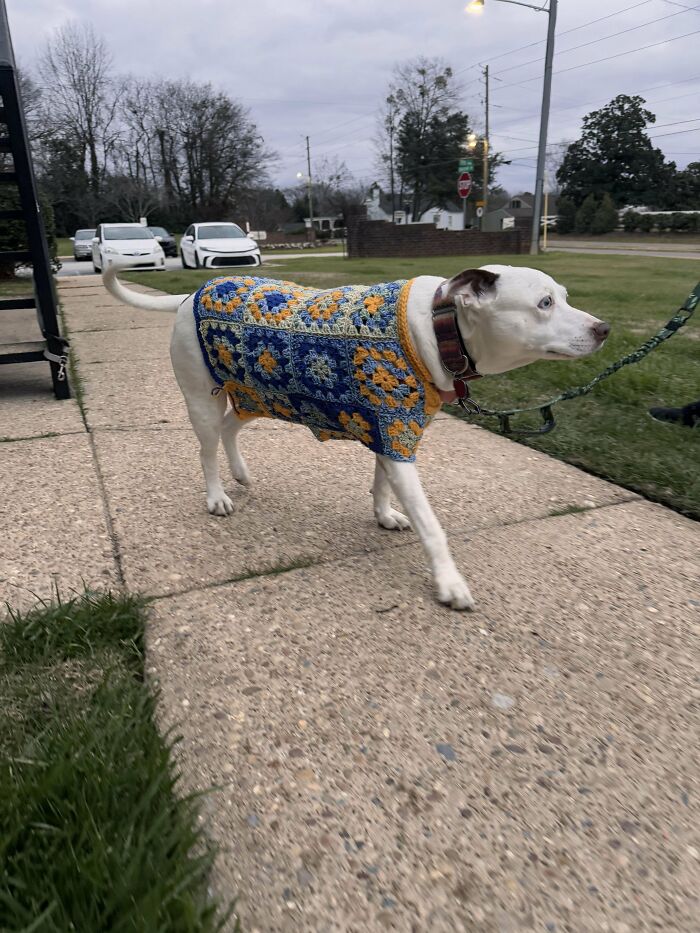 White dog walking outside wearing a colorful crochet sweater featuring blue, yellow, and gray crochet masterpieces design.