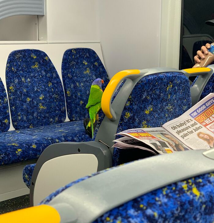 A parrot perched on a train seat next to a passenger reading a newspaper, adding humor to the subway ride.