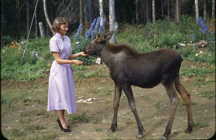 My Mom As A Teenager With A Moose Calf In Alaska, 1952