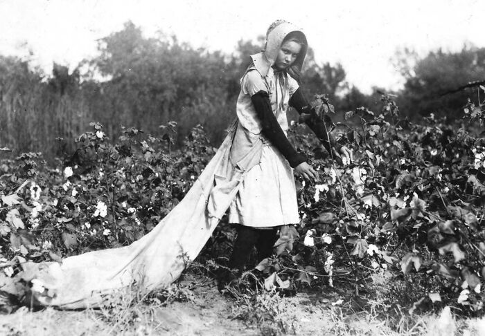 Callie Campbell, 11 Years Old, Picks 75 To 125 Pounds Of Cotton A Day, And Totes 50 Pounds Of It When Sack Gets Full. “No, I Don’t Like It Very Much.” Photographed In Potawotamie County, Oklahoma. On October 16, 1916