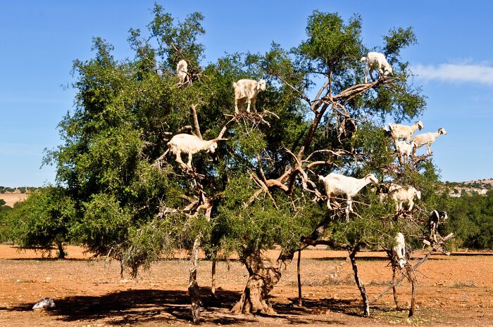 Goats perched atop a tree, illustrating strange natural phenomena in a dry landscape under a clear blue sky.