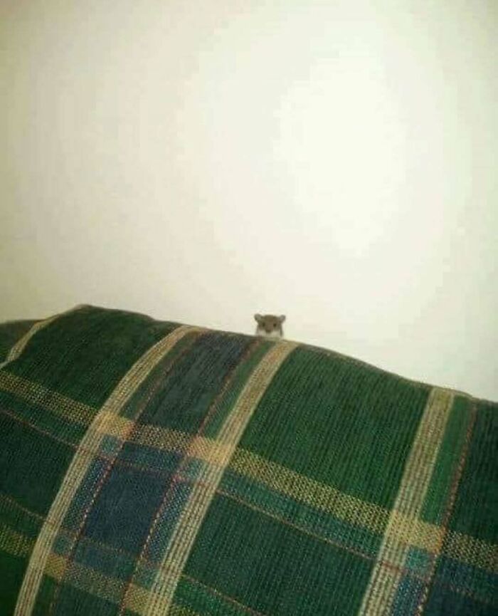 Small animal peeking over a green plaid couch in a simple room, a random photo you may not know where to begin processing