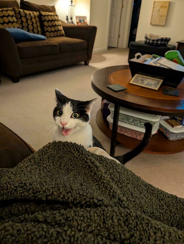 Black and white cat with wide eyes meowing loudly in a cozy living room, expressing its born to scream nature.