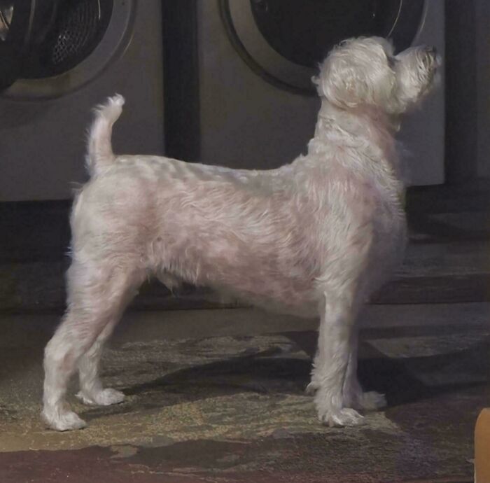 White dog standing regally by a washing machine, showcasing an accidental Renaissance painting vibe.
