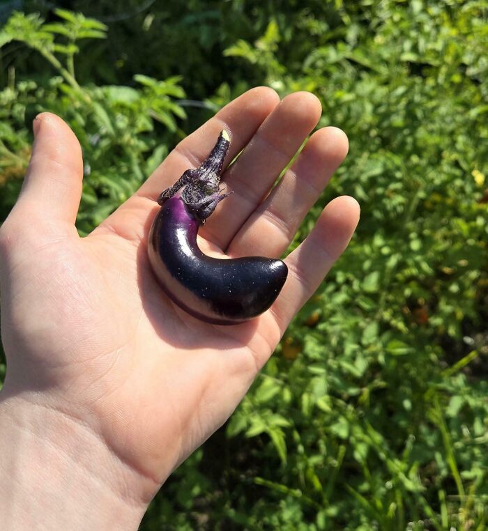 Hand holding a small, oddly shaped eggplant, symbolizing a failed gardening harvest.